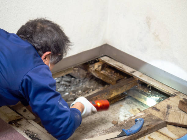 Best Basement Mold Remediation in Jasper, GA