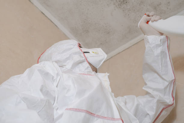Best Emergency Mold Remediation in Jasper, GA