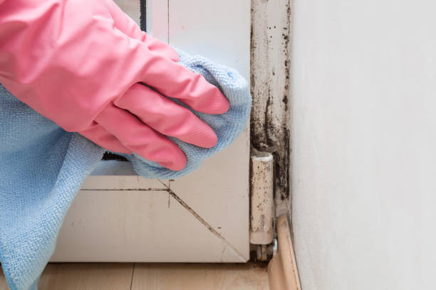 Best Residential Mold Remediation in Jasper, GA